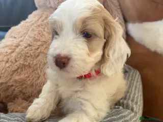 Cockapoo dogs Most Beautiful litter F1 Cockapoo puppies - Advert 16
