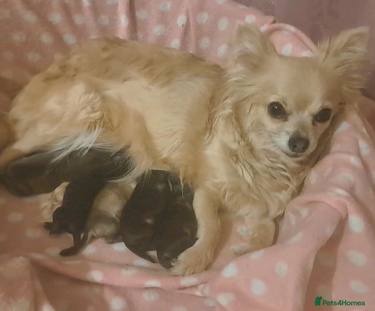 Chihuahua dogs *Last boy* long Coat Chihuahua male pup - Advert 6