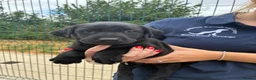 Labrador Retriever dogs for sale: 5 Star Council Registered Litter of Labrador pups - Advert 12