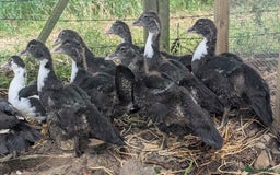 Ducks poultry for sale: Muscovy Ducklings - Image 7