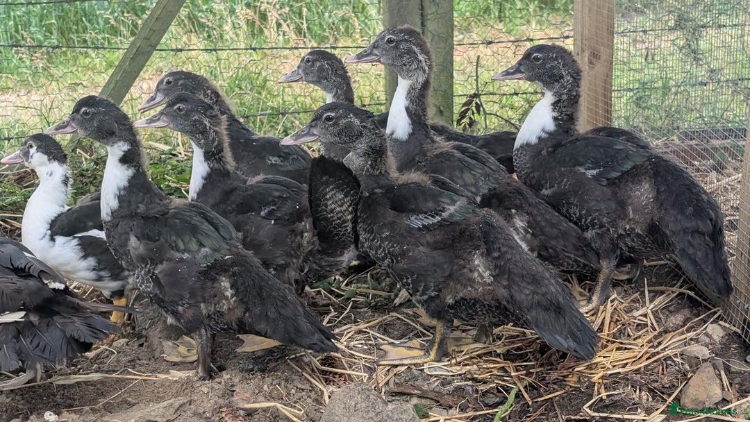 Ducks poultry for sale: Muscovy Ducklings - Image 7