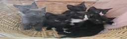 Domestic Shorthair cats for sale: 🐾 7 Adorable Kittens Looking for Loving Homes 🐾 - Advert 6