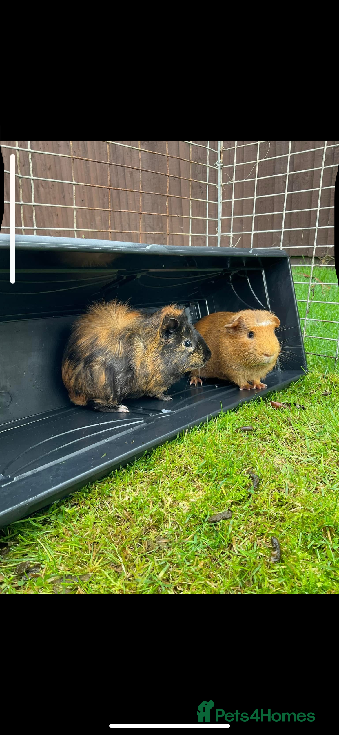 Guinea Pig rodents Two male guinea pigs - Advert 10