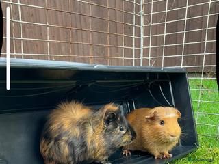 Guinea Pig rodents Two male guinea pigs - Advert 14