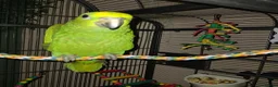 Parrots birds for sale: Amazon yellow crown parrot with cage and setup - Advert 3