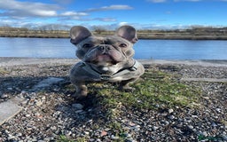French Bulldog dogs for sale: Male French bulldog  - Image 7