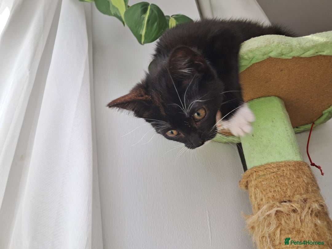 Mixed Breed cats for sale: 3 adorable black and white girls for sale. - Image 5