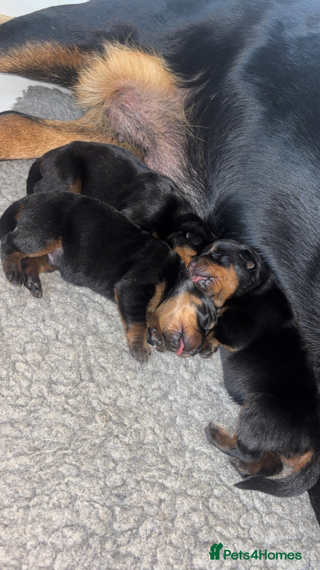 Rottweiler dogs for sale: Rottwieler pups kc registered - Advert 7