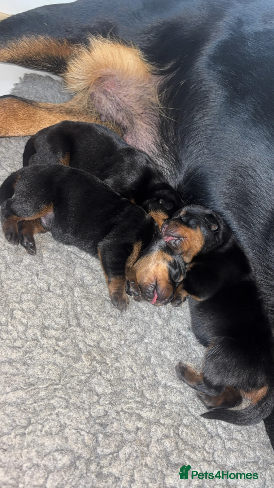 Rottweiler dogs for sale: £1200 Rottwieler pups kcreg.1 girl left. Ready now - Advert 9