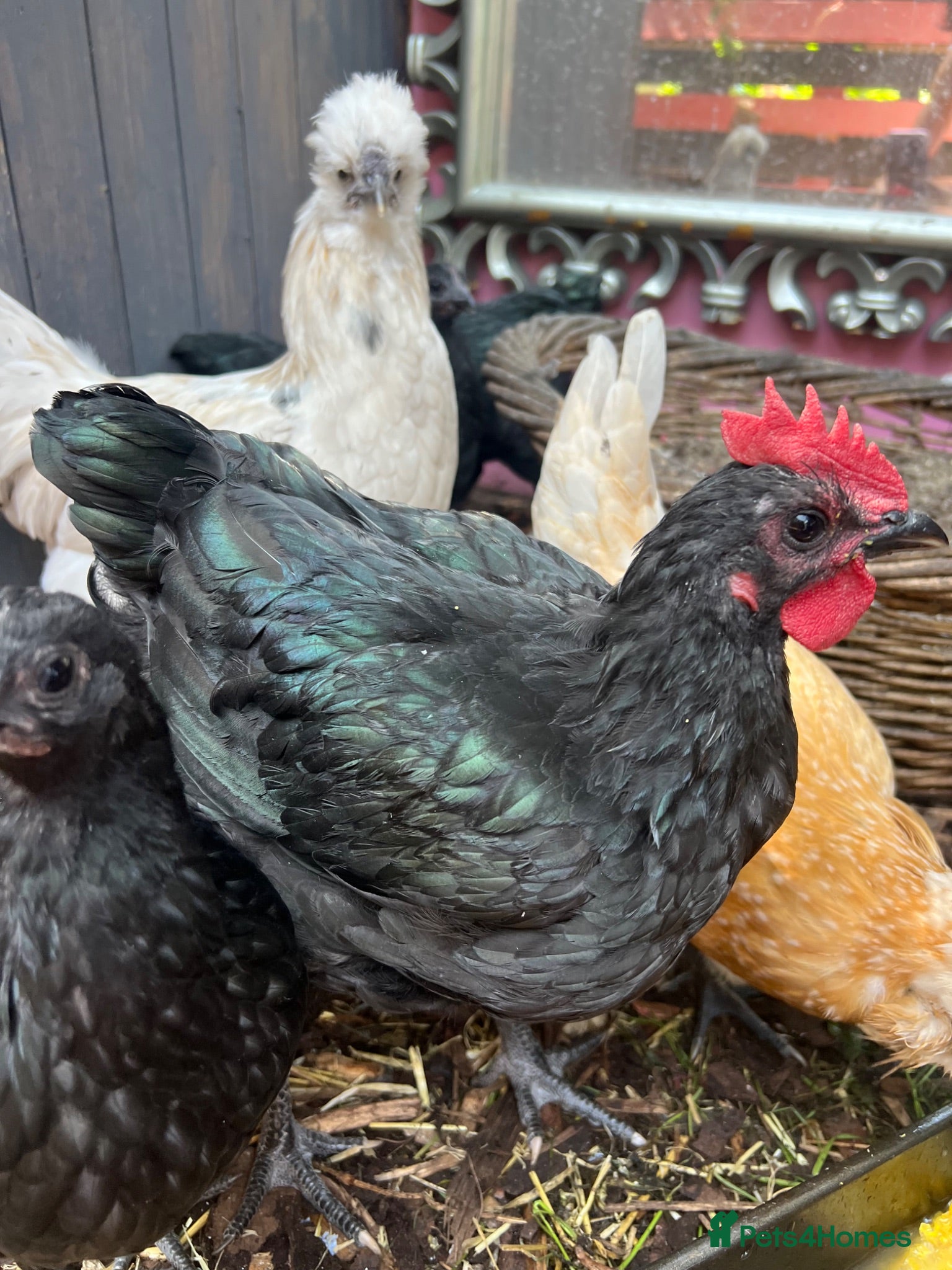 Chickens poultry 3 cocks silkie & australorp bantam  - Advert 3