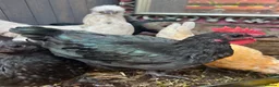 Chickens poultry for sale: 3 cocks silkie & australorp bantam  in Rugby - Advert 1