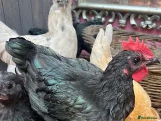 Chickens poultry 3 cocks silkie & australorp bantam - Advert 2