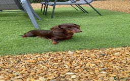 Miniature Dachshund dogs for sale: Miniature dachshund **updated  - Image 24