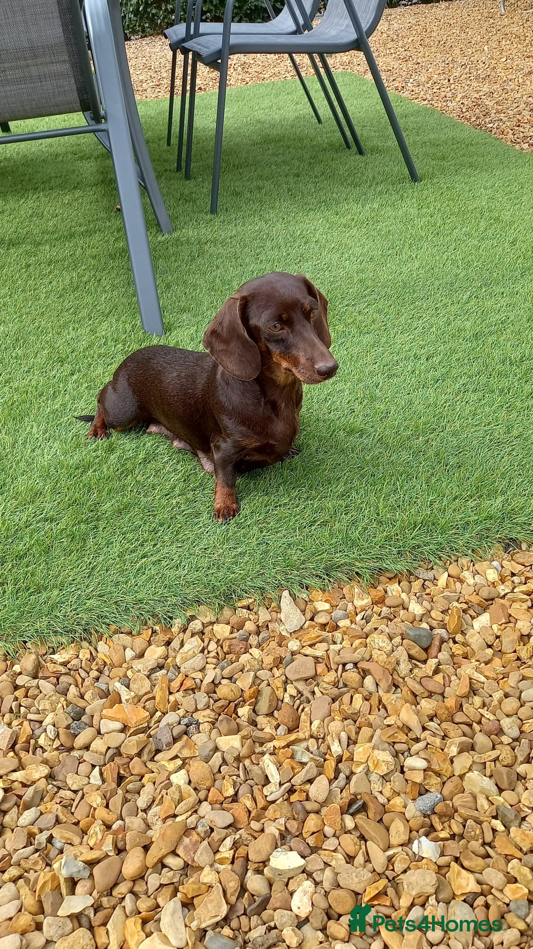 Miniature Dachshund dogs for sale: Miniature dachshund **updated  - Image 24
