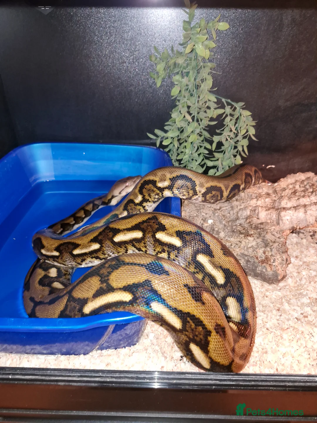 Mixed Breed reptiles for sale: Reptiles for sale  - Advert 2