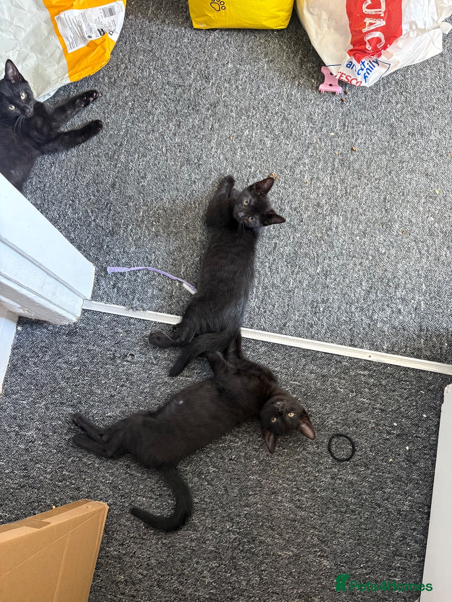 Mixed Breed cats 4 black long hair kittens  - Advert 6