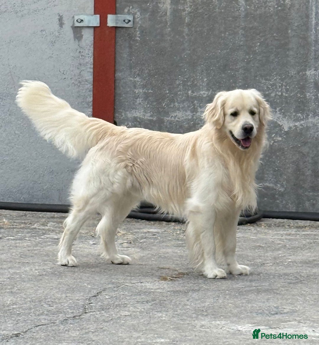 Golden Retriever dogs for sale: Stunning Health Tested Golden Retriever Puppies - Advert 16