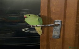 Ringnecks birds for sale: Arlo the Indian Ringneck - Image 2