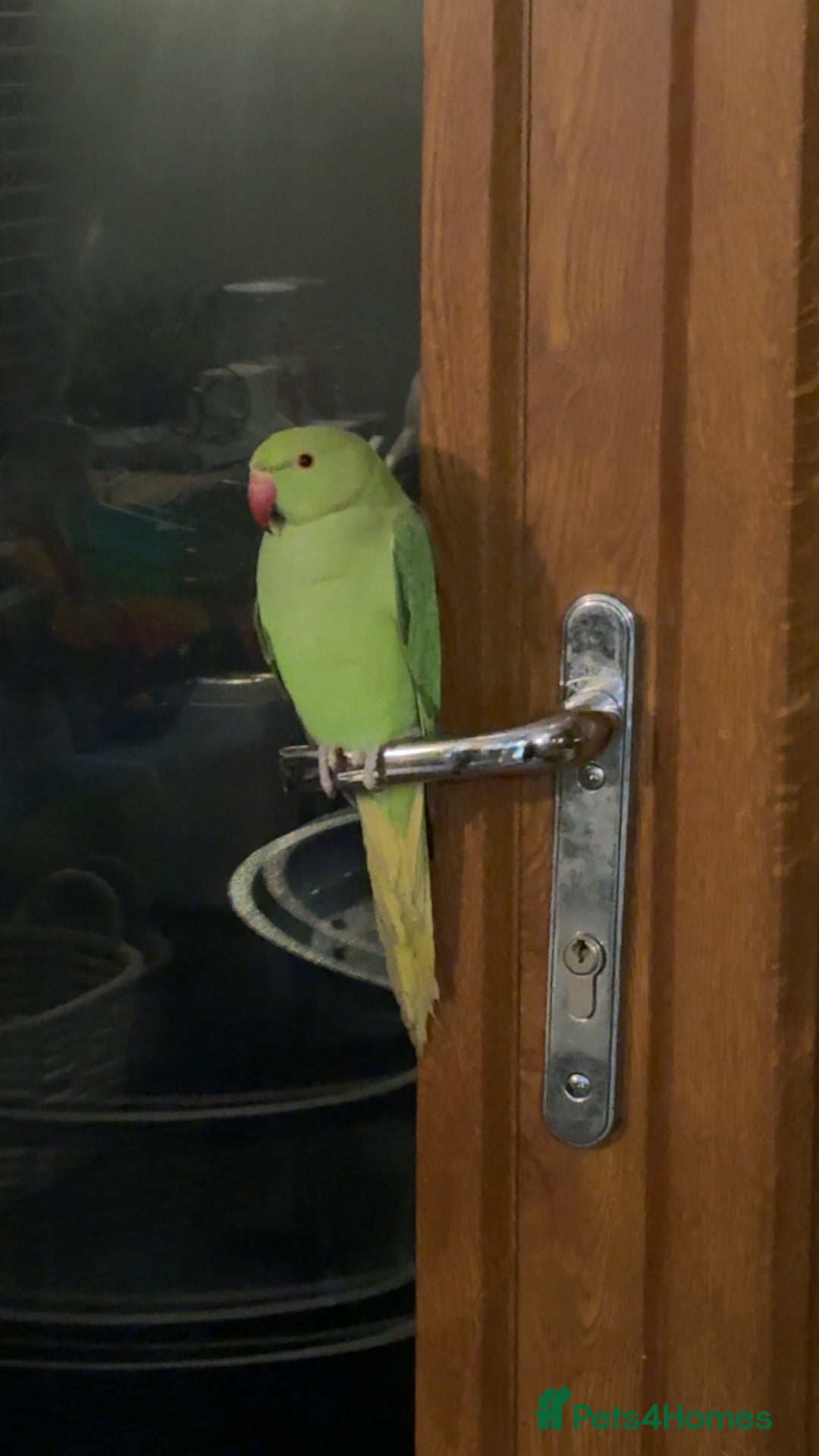 Ringnecks birds for sale: Arlo the Indian Ringneck - Image 2