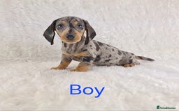 Miniature Dachshund dogs for sale: Beautiful Miniature Dachshund Puppies  - Image 17