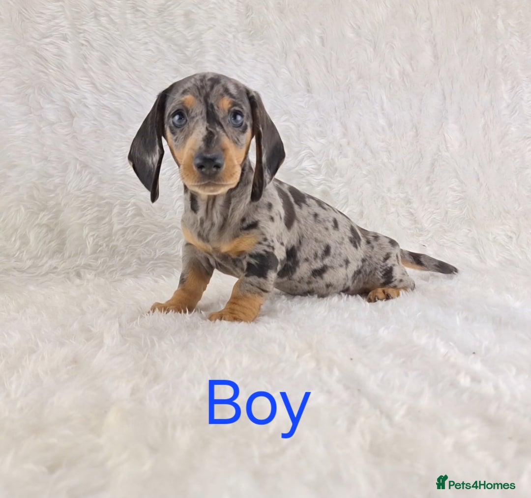 Miniature Dachshund dogs for sale: Beautiful Miniature Dachshund Puppies  - Image 17