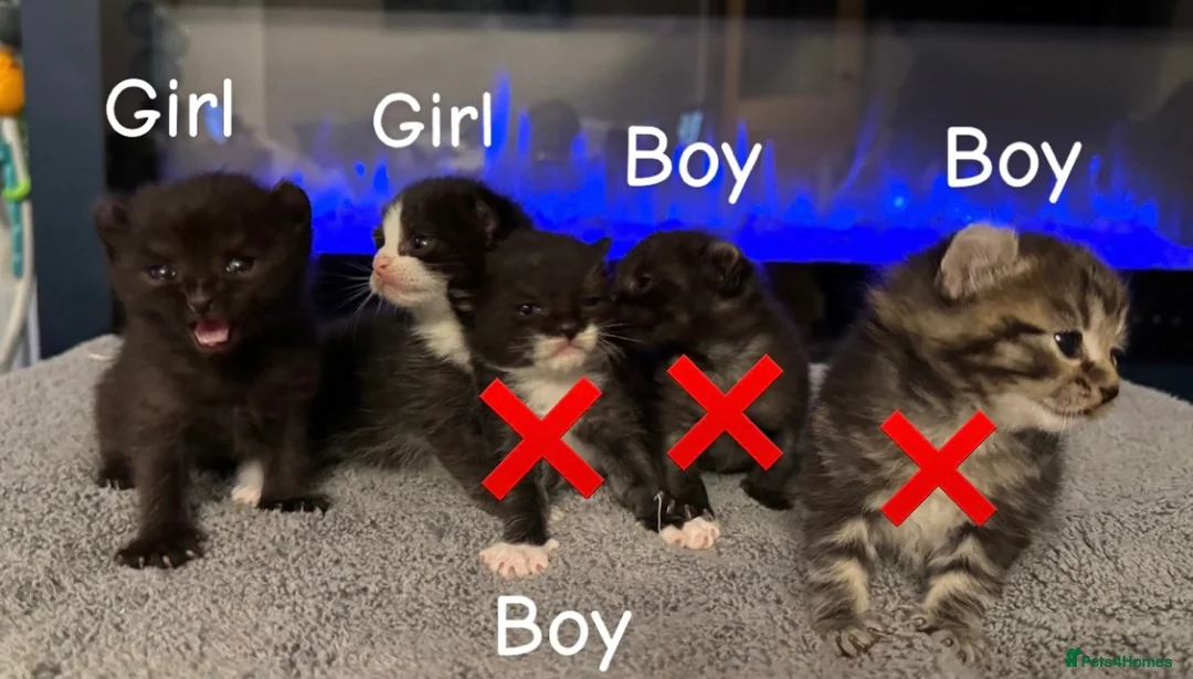 Mixed Breed cats for sale: SOLD! - Sphynx cross kittens x5 - Advert 1