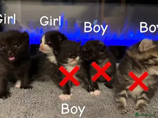 Mixed Breed cats Sphynx cross kittens x5 - Advert 2