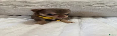 Yellow collar