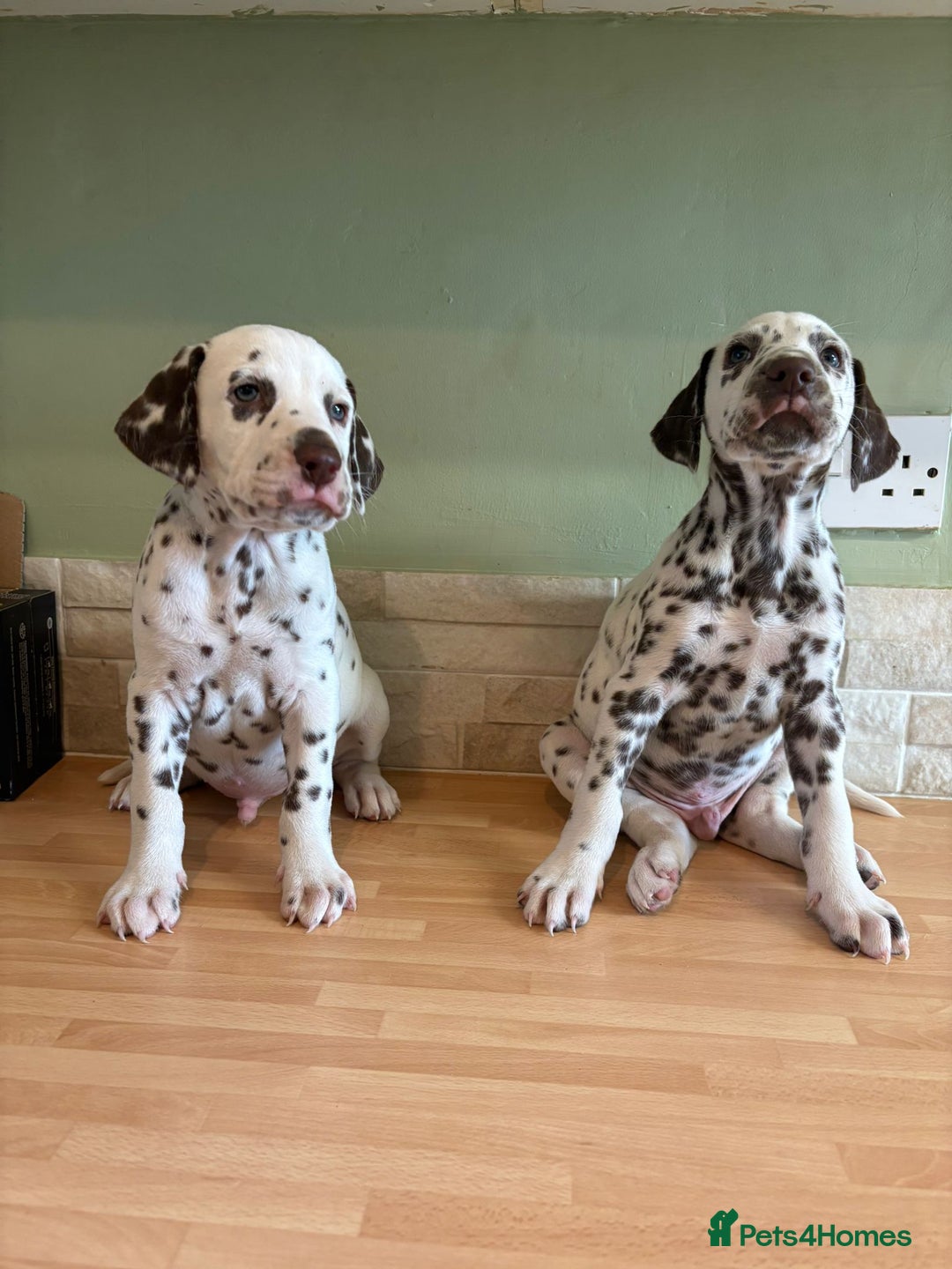 Dalmatian dogs for sale: 2 handsome chunky liver spotted boys  - Image 9