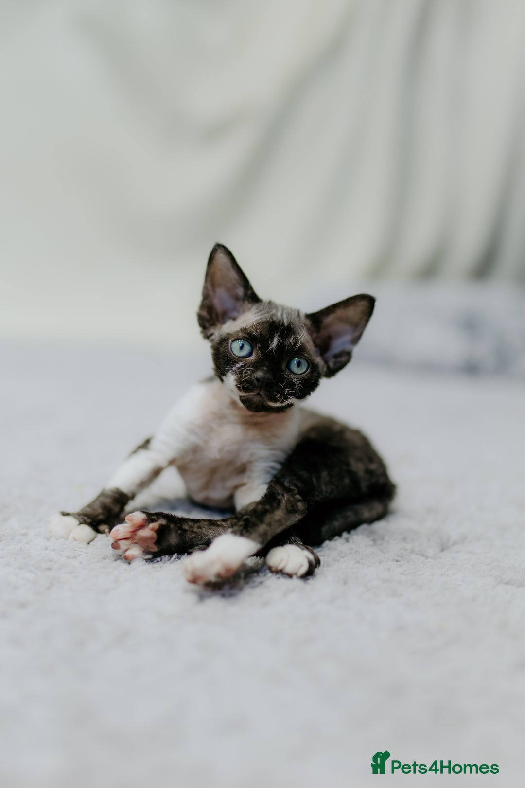 Devon Rex cats for sale: Adorable GCCF Registered DevonRex Kittens FOR SALE - Advert 4