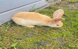 Continental Giant rabbits for sale: Continental Giant Baby Rabbits Ready to go - Image 15