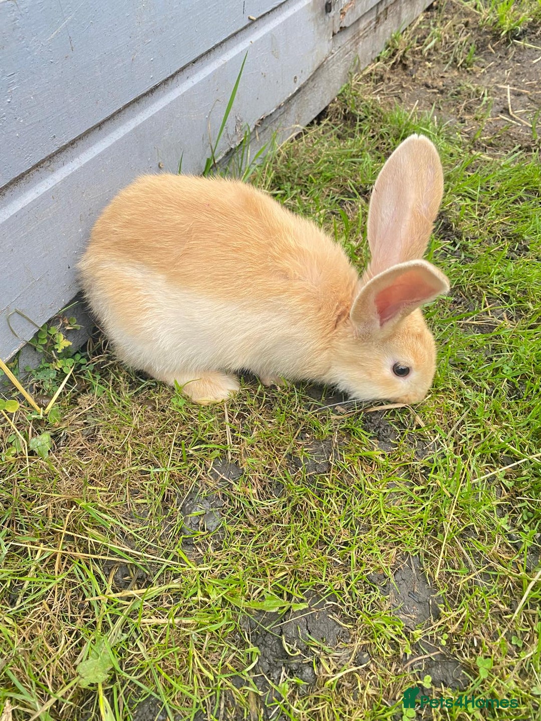 Continental Giant rabbits for sale: Continental Giant Baby Rabbits Ready to go - Image 15