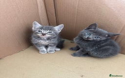 Mixed Breed cats for sale: 4 beautiful kittens left  - Image 4