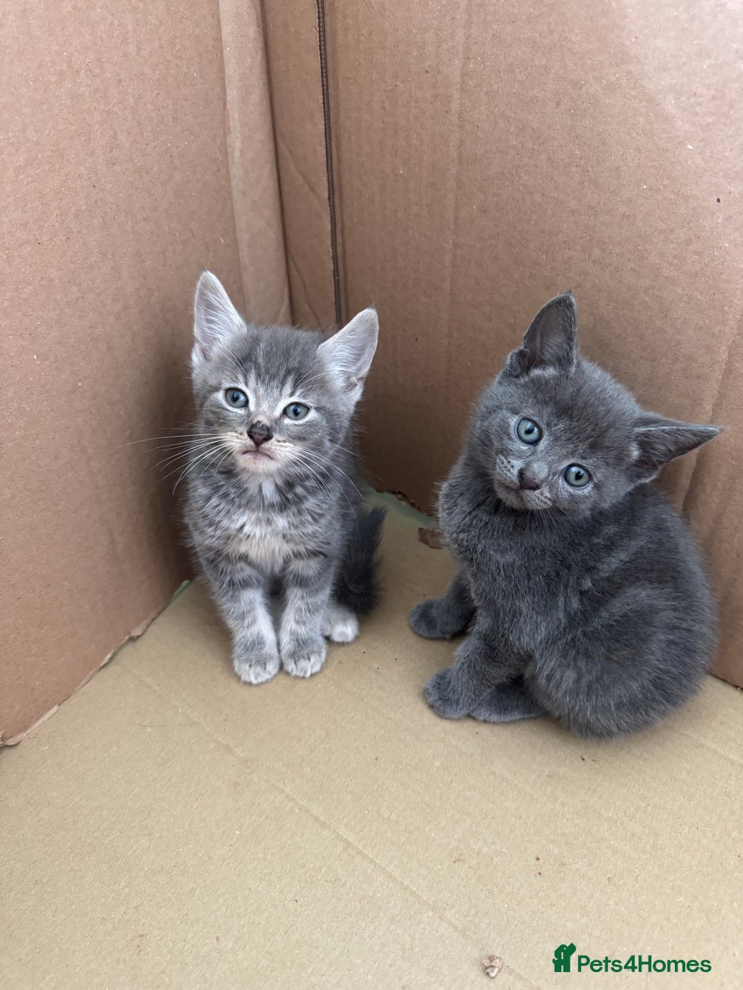 Mixed Breed cats for sale: 4 beautiful kittens left  - Image 4