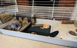 Mini Lop rabbits for sale: Adorable Mini-Lop-Cross - Image 7