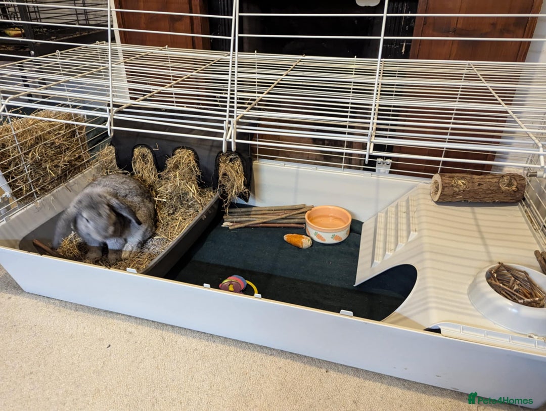 Mini Lop rabbits for sale: Adorable Mini-Lop-Cross - Image 7