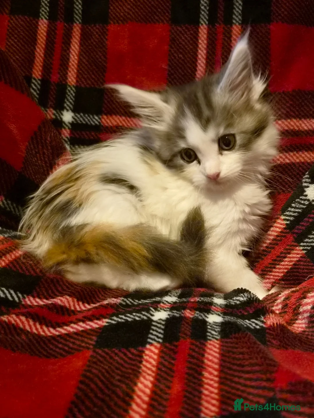 Maine Coon cats for sale: Beautiful Mainecoons  - Advert 1
