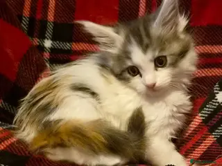 Maine Coon cats Beautiful Mainecoons - Advert 1
