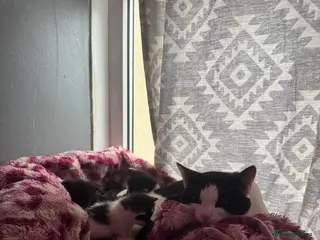 Domestic Shorthair cats Beautiful Black and White Kittens. - Advert 5