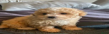 Poodle 2