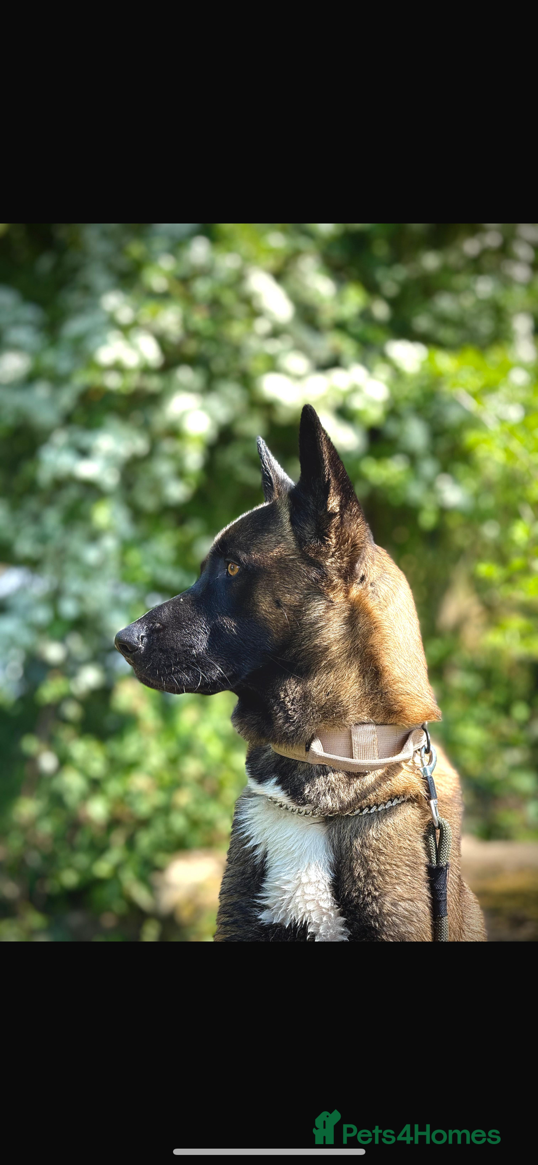 Belgian Shepherd Dog dogs for sale: Chase  - Advert 5