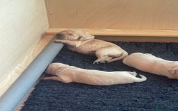Golden Retriever dogs for sale: Pedigree Golden Retriver Puppies - Image 25