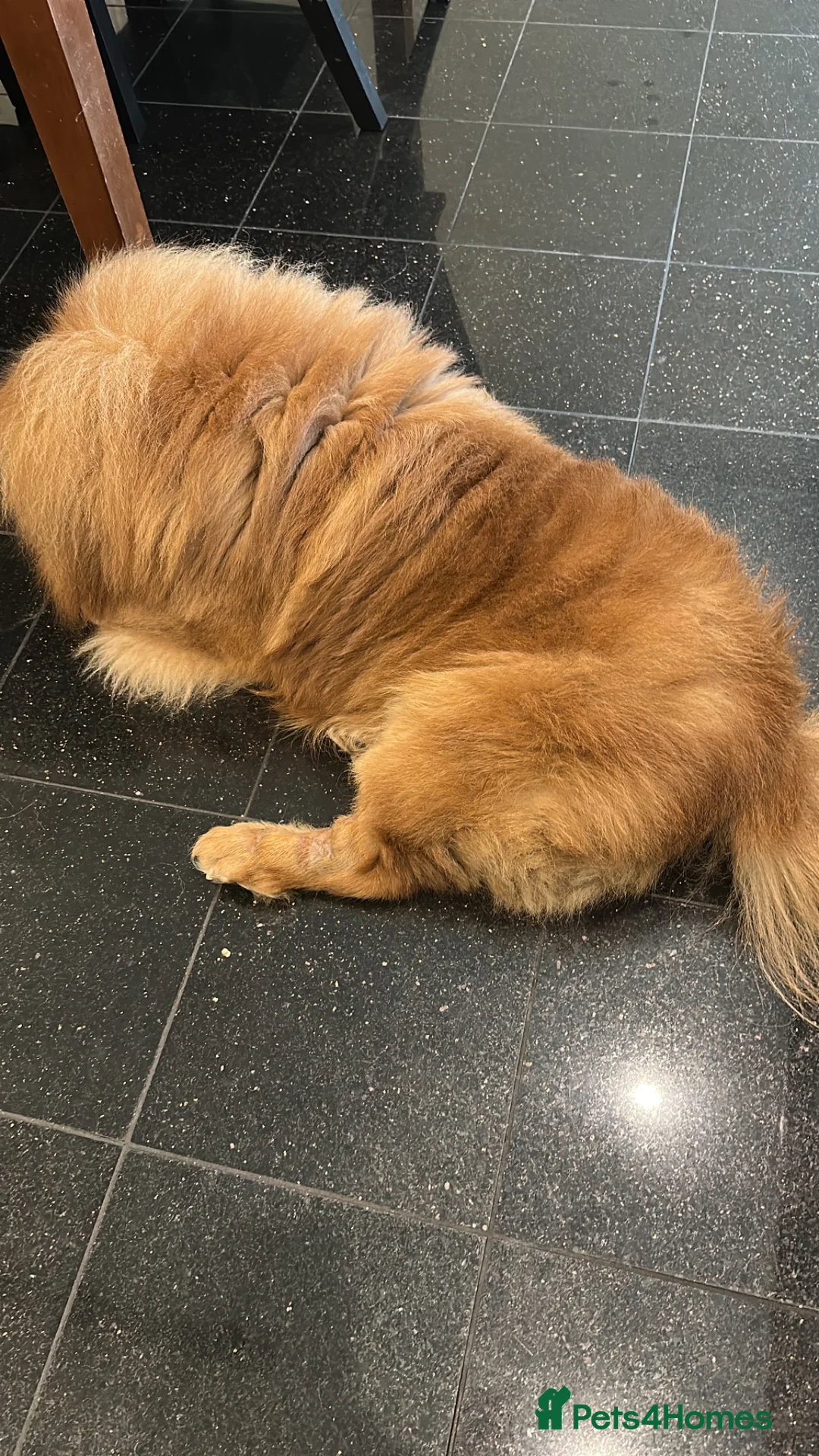 Chow Chow dogs for stud: Chow chow male cinamon color  msg on  **  in Dagenham - Advert 1