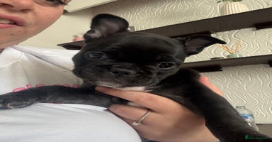 French Bulldog dogs - Advert 5