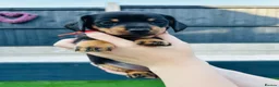 Miniature Dachshund dogs for sale: Miniature dachshund puppies 🩷💙 - Advert 14