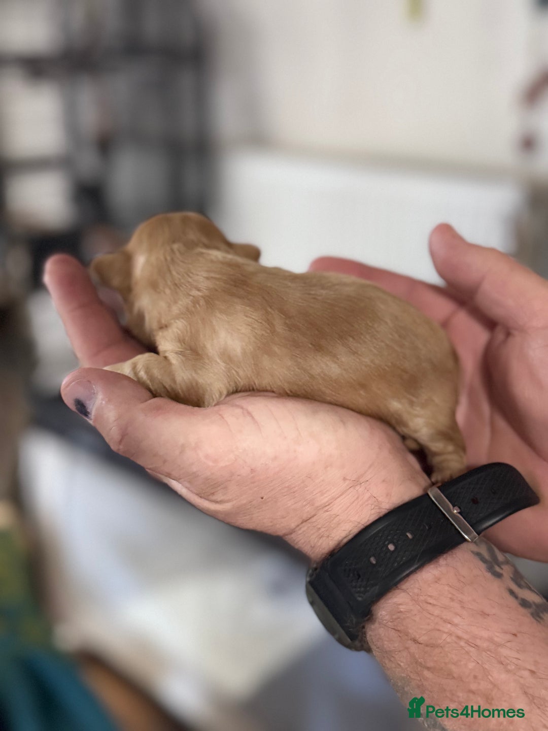 Shih Tzu dogs for sale: KC Registered Imp Shihtzu pups - Image 4
