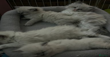 Persian cats - Advert 4