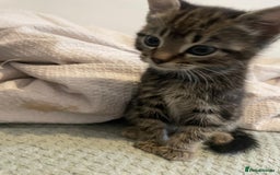 Mixed Breed cats for sale: Beautiful kitten  - Image 3