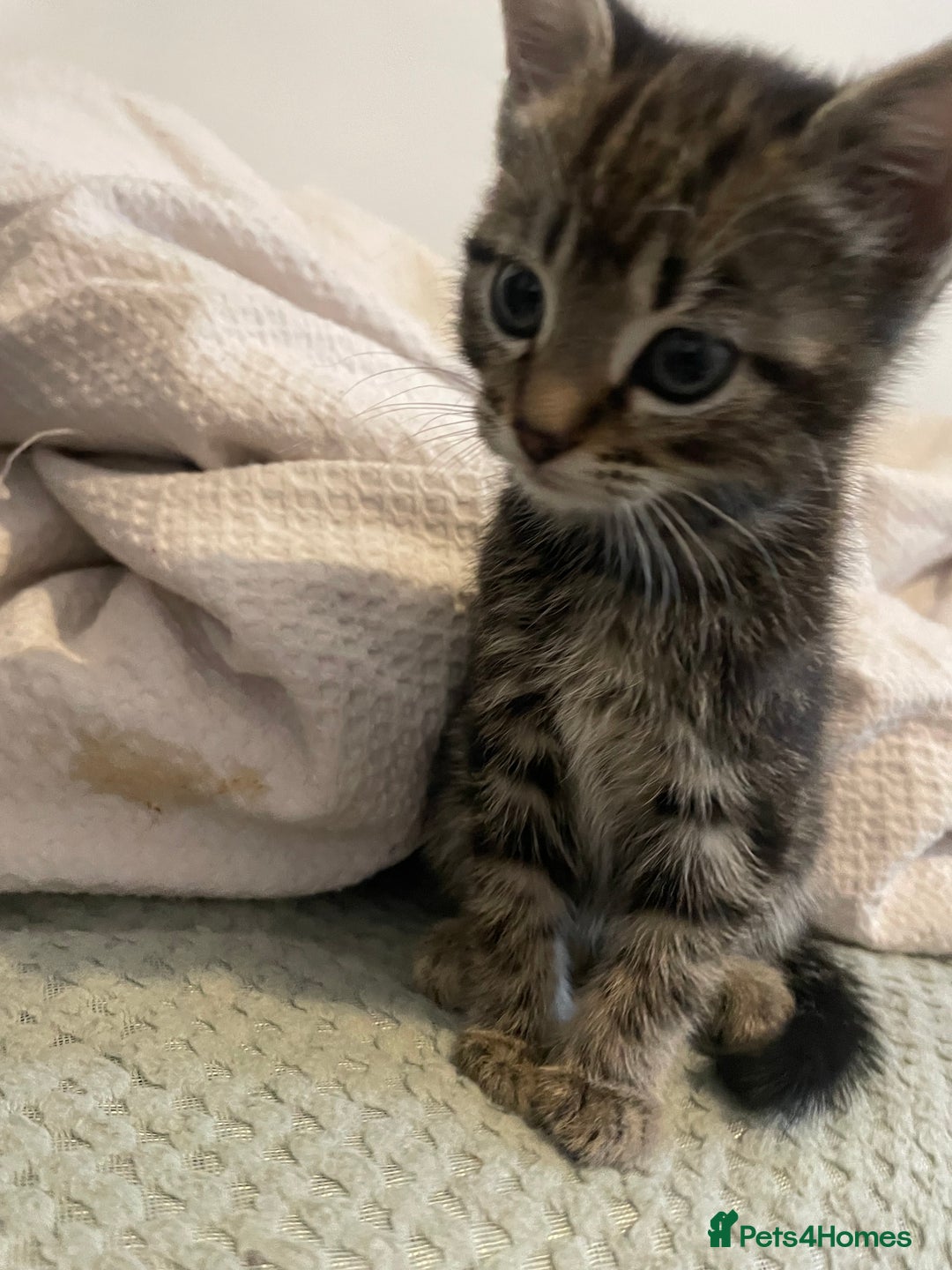 Mixed Breed cats for sale: Beautiful kitten  - Image 3