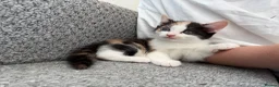 Mixed Breed cats for sale: Female Calico Kitten - Advert 5